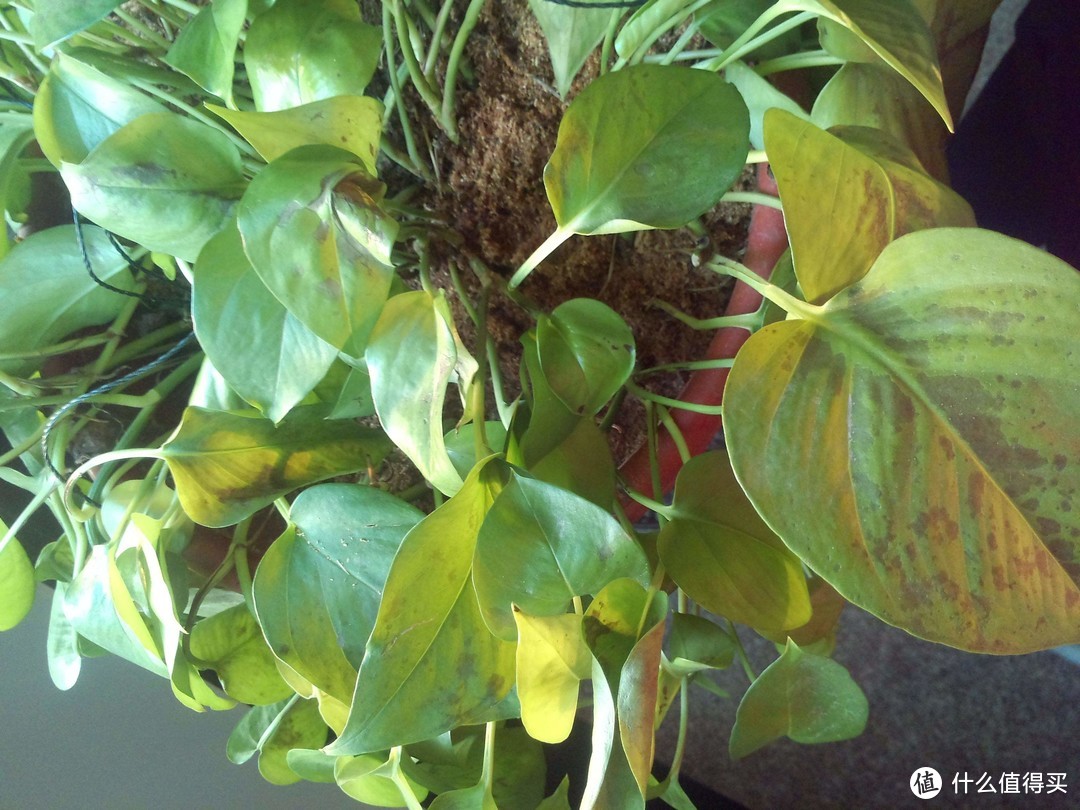 什么植物都养不活？你可能只是放错了地方！