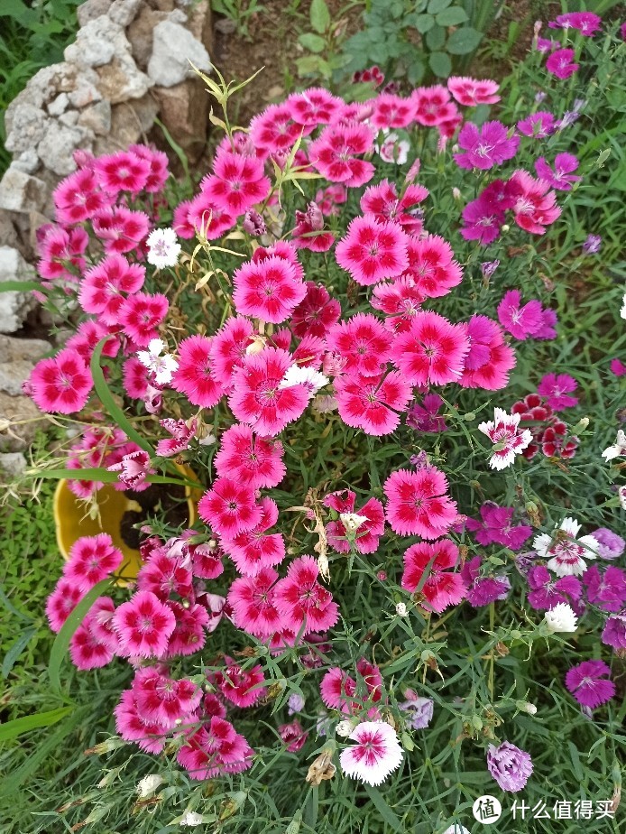 北方懒人花园 （1） 宿根花卉的选择