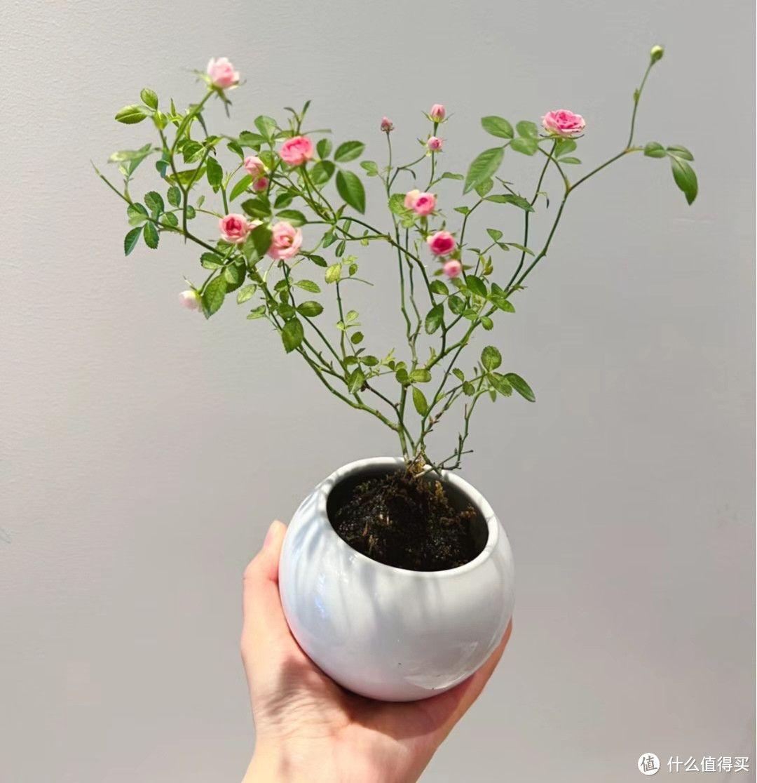 小巧玲珑的姬月季，太可爱了