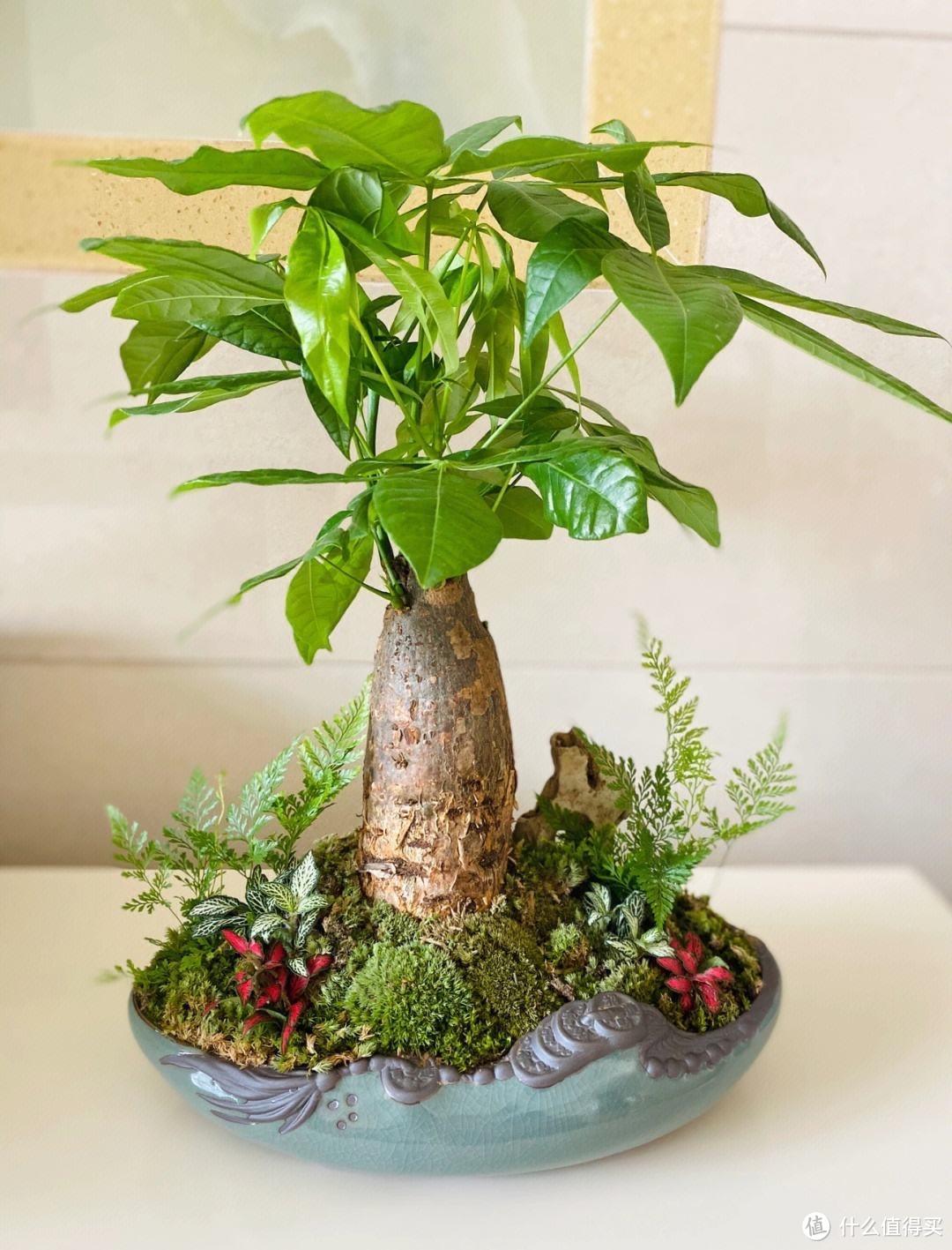 家中就养“6种花”，富贵好运寓意好，带来福气，很好养很旺盛