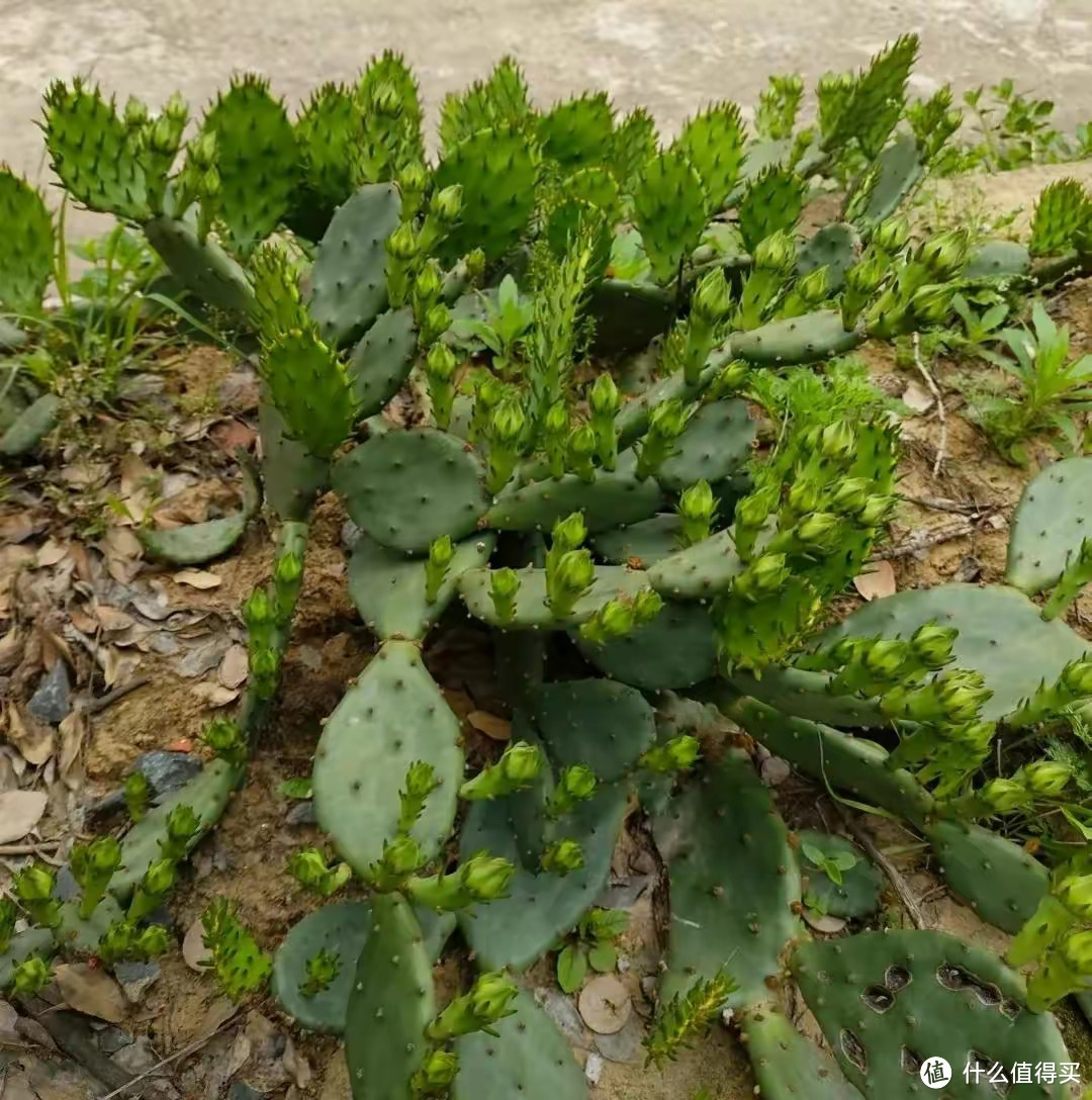 这4种花，别在室内养，你家要有，赶快搬出去