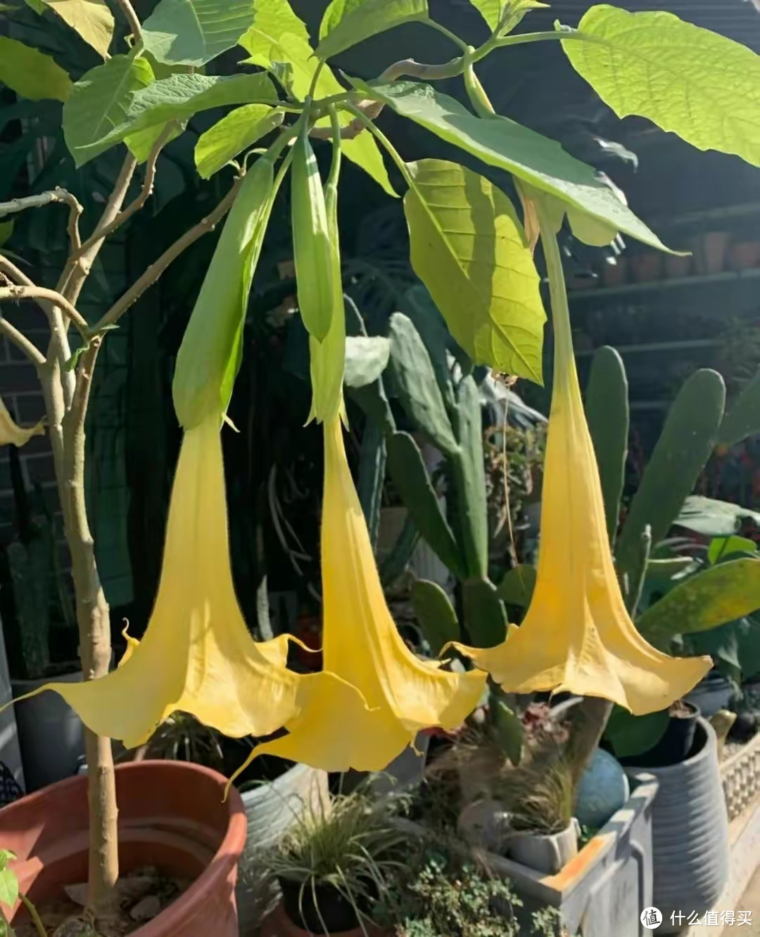 这4种“大毒花”，别在家里养，谁养谁后悔