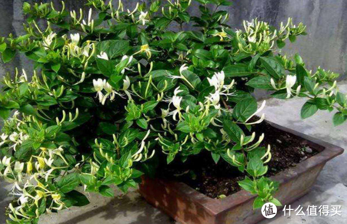 适合老人养的3种花，家里养一盆，好看又能净化空气