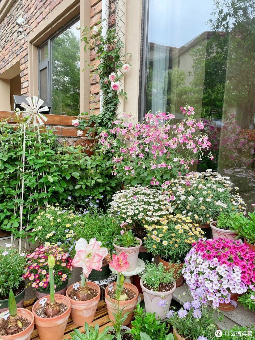 南京33岁太太，买了带花园的房子，300多天折腾，圆了花园梦