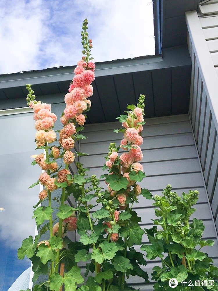 据说，这是一种能够长到2米多高的植物。(蜀葵开箱，成双成对)